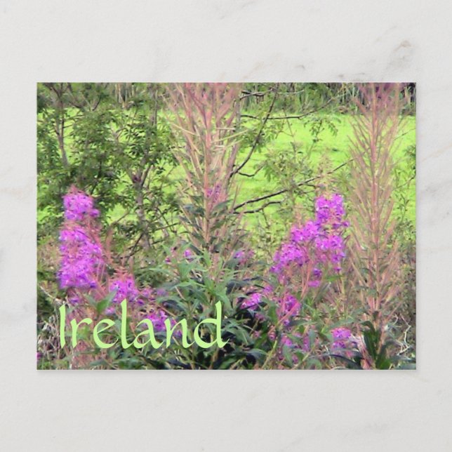 Irland Heather Postcard Postkarte (Vorderseite)