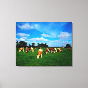 Irland, Herde des weiden lassenden Viehs Leinwanddruck