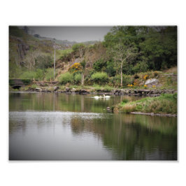 Irland, Landkreis Cork, Lake, Swans, Fotografie