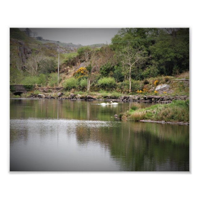 Irland, Landkreis Cork, Lake, Swans, Fotografie (Vorne)