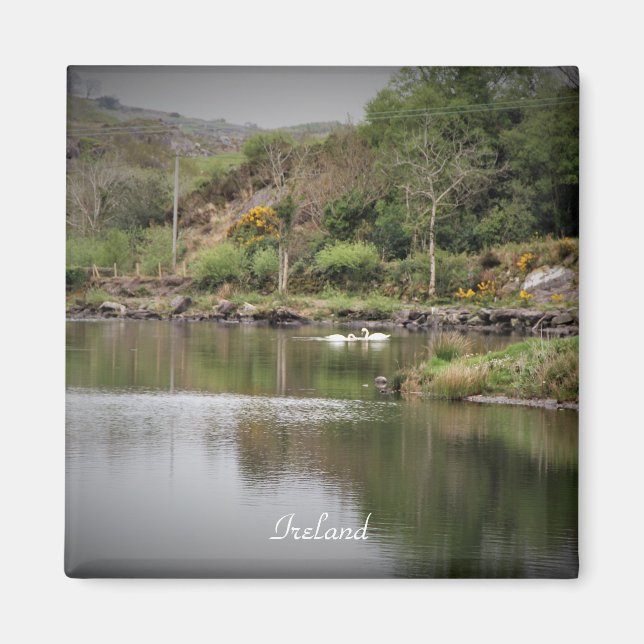 Irland, Landkreis Cork, Lake, Swans, Fotografie Magnet (Vorne)