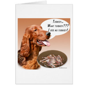Irlande Setter Turquie