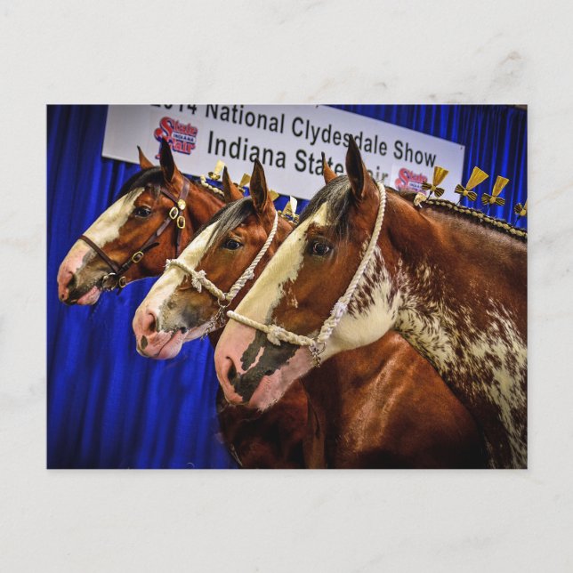 Iron Horse 3 Heads Postkarte (Vorderseite)