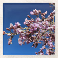 Ironwood-Blume Lila Blogs