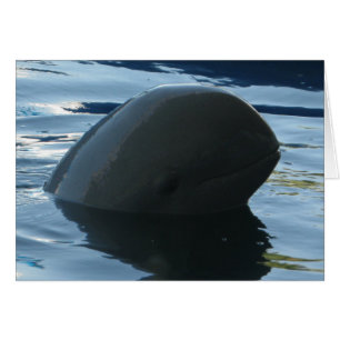 Irrawaddy Dolphin Flüchtige Blick-A-Boo Card