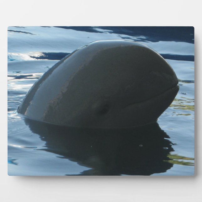 Irrawaddy Dolphin Flüchtige Blick-A-Boo Fotoplatte (Vorderseite)