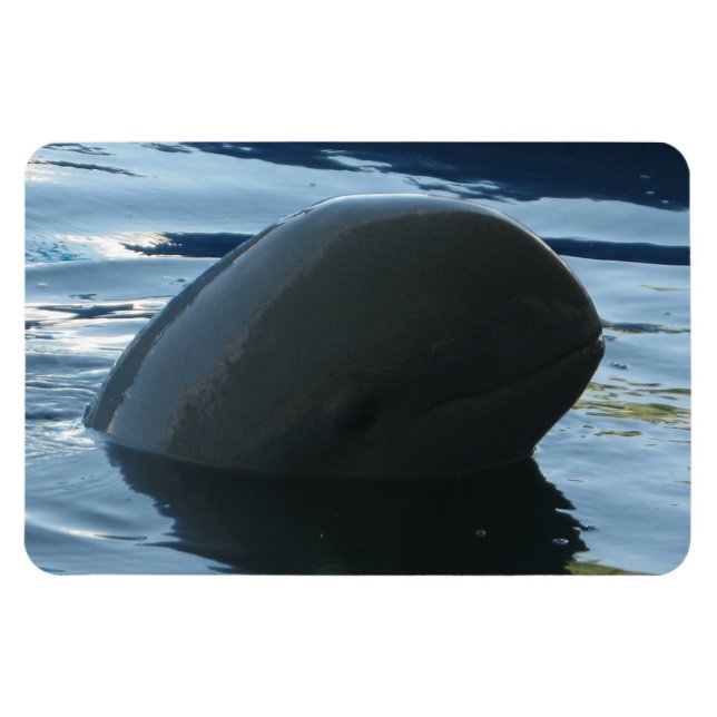 Irrawaddy Dolphin Flüchtige Blick-A-Boo Magnet (Horizontal)