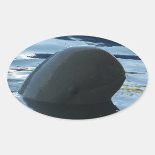 Irrawaddy Dolphin Flüchtige Blick-A-Boo Ovaler Aufkleber