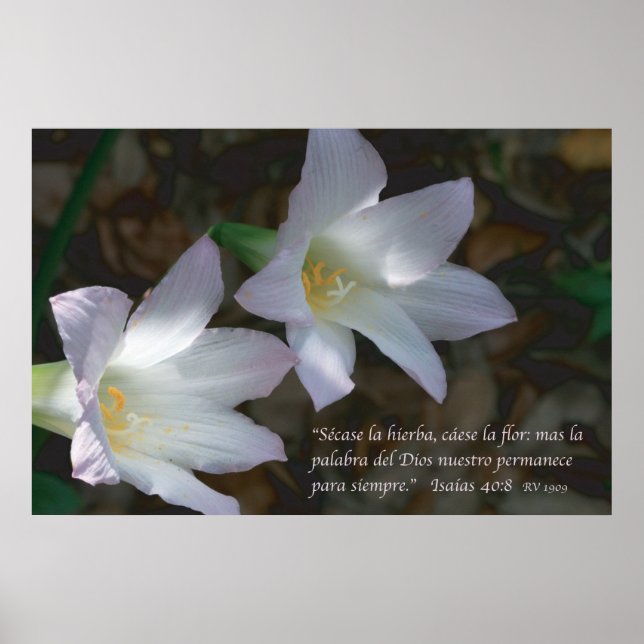 Isaias 40:8 con Lirios Poster (Vorne)