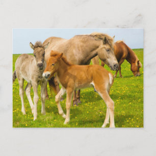 Island. Dyrholaey. Isländische Pferdefohlen Postkarte