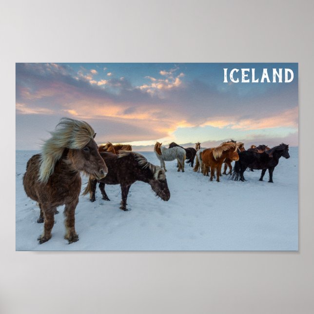 Island - Foto für Wildpferde Poster (Vorne)