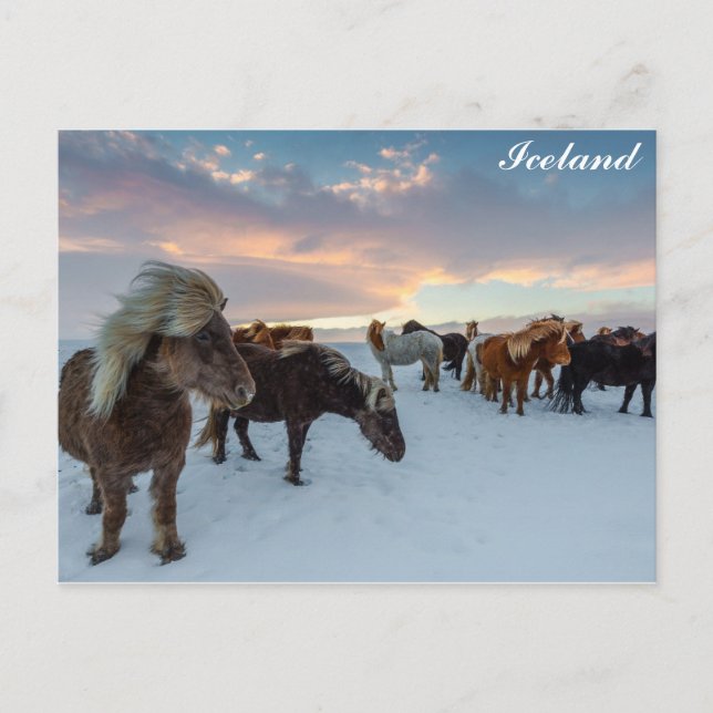 Island - Foto für Wildpferde Postkarte (Vorderseite)