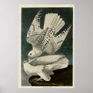 Island, Jer Falcon, Audubon Birds of America Poster