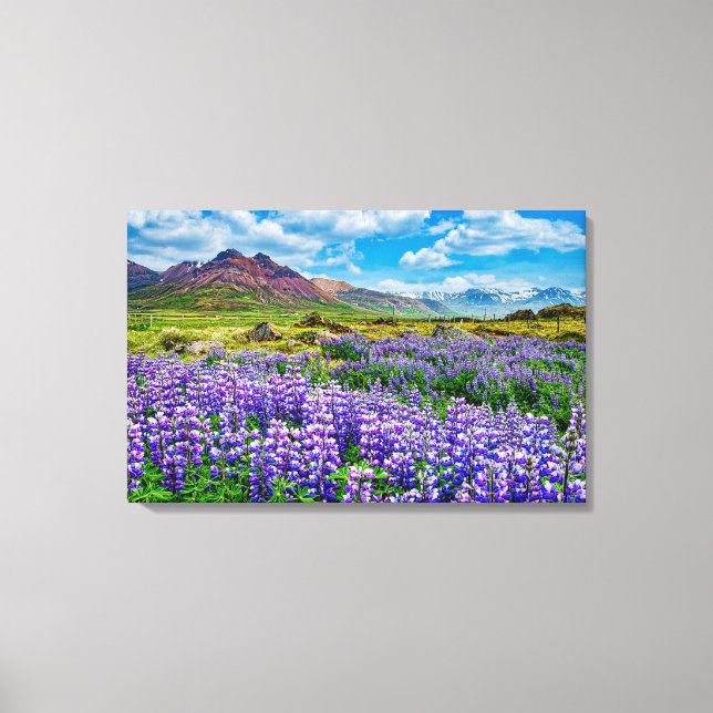 Island Landschaftslupinen in Blüte Leinwanddruck (Vorderseite)