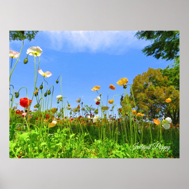 Island-Mohn [Blume] Poster (Vorne)