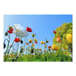 Island Mohn Premium Silver Salt Salt Paper フ ォ リ ト Fotodruck