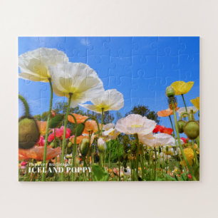 Island Poppy