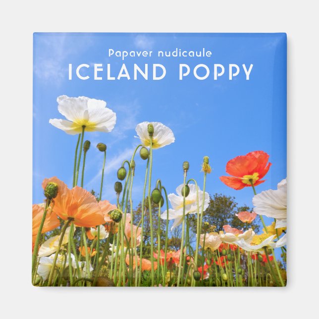 Island Poppy Magnet (Vorne)