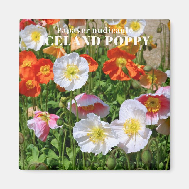 Island Poppy Magnet (Vorne)