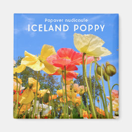 Island Poppy Magnet