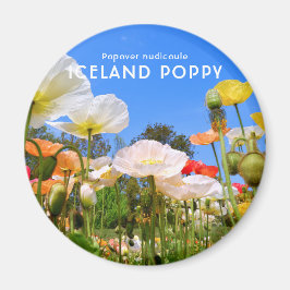 Island Poppy Magnet