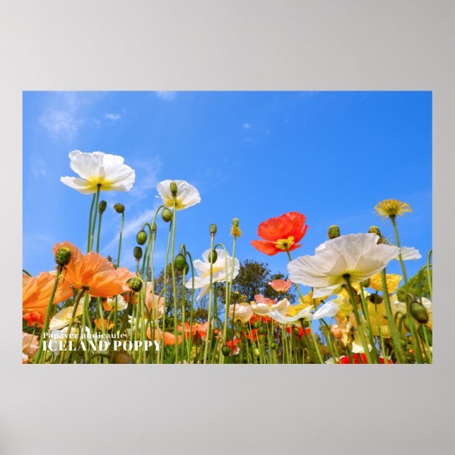 Island Poppy Poster (Vorne)