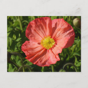 Island Poppy Postkarte
