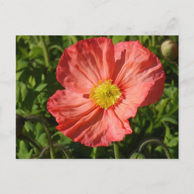 Island Poppy Postkarte (Vorderseite)