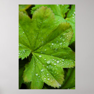 Island. Südregion. Gullfoss Poster