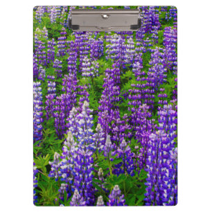 Island. Vik i Myrdal. Feld mit Lupinen Klemmbrett