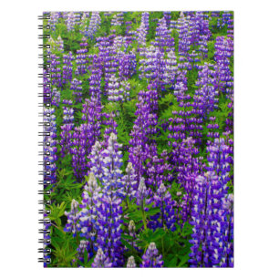 Island. Vik i Myrdal. Feld mit Lupinen Notizblock
