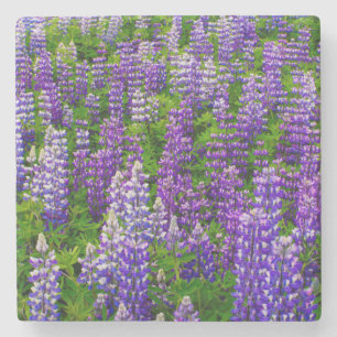 Island. Vik i Myrdal. Feld mit Lupinen Steinuntersetzer