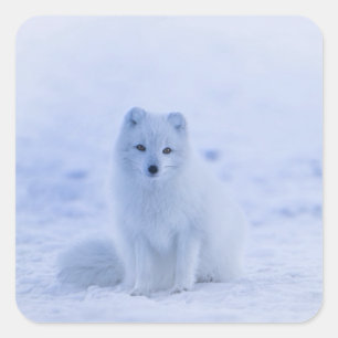Islandarktischer Fox Quadratischer Aufkleber