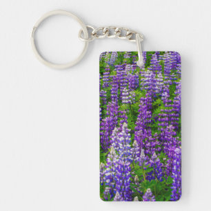 Islande. Vik i Myrdal. Champ de lupins