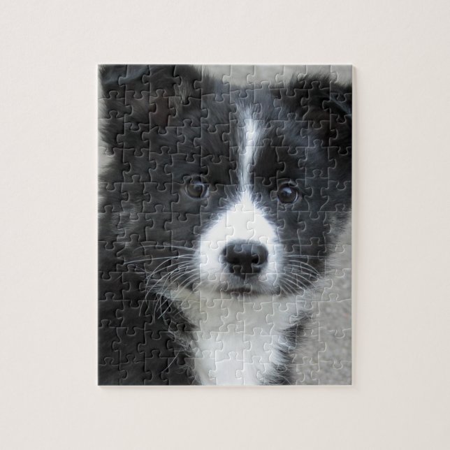 Islandhund (Vertikal)