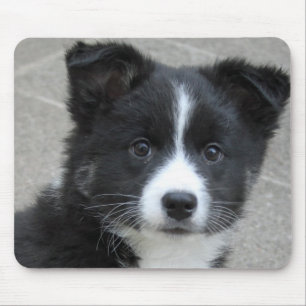 Islandhund Mousepad