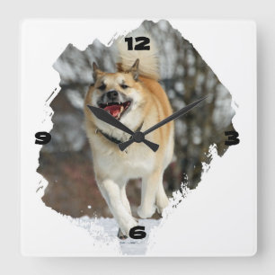 Islandhund Quadratische Wanduhr