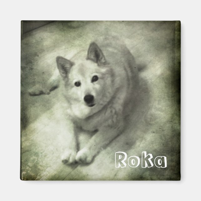 Islandhund Roka Magnet (Vorne)