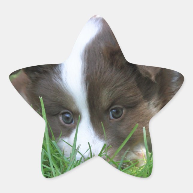 Islandhund Stern-Aufkleber (Vorderseite)