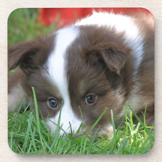 Islandhund Untersetzer (Vorderseite)