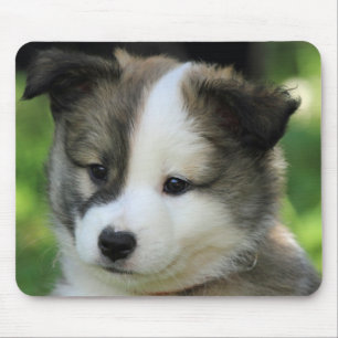 Islandhundewelpe Mousepad