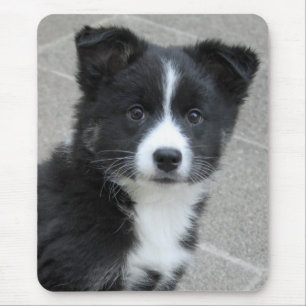 Islandhundwelpe Mousepad