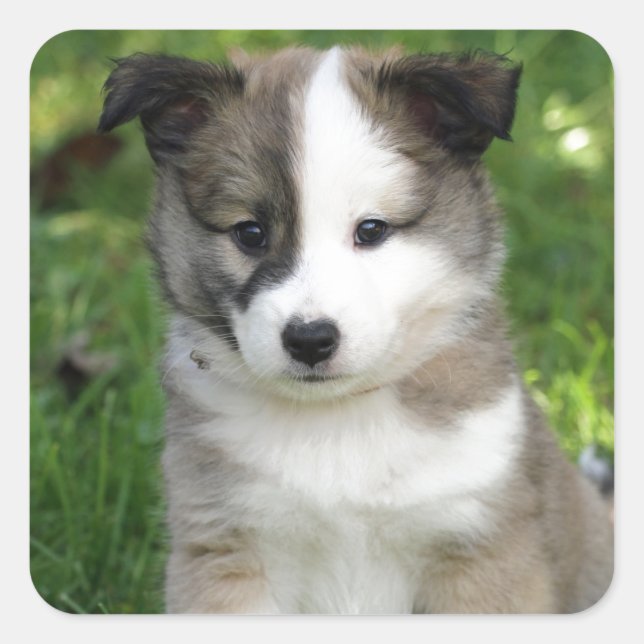 Islandhundwelpe Splitface Quadratischer Aufkleber (Vorderseite)