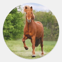 Isländisch Pony bei einem Tölt Funny Foto Horse Li