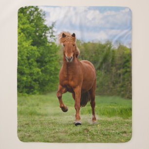 Isländisch Pony Runs Tölt Funny Foto Horse Lovers Sherpadecke