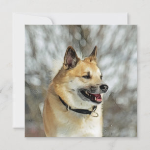 Isländisch Sheepdog 019