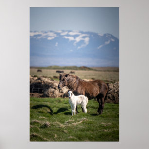 Isländische Mare und Foal Poster