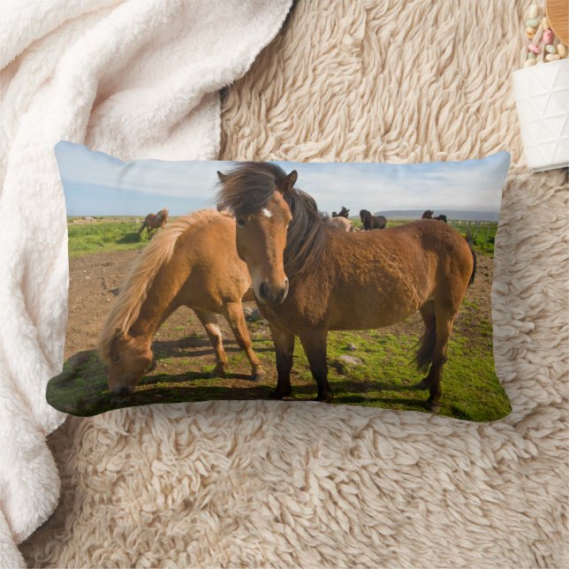 Isländische Pferde Graze Lendenkissen (Decke)
