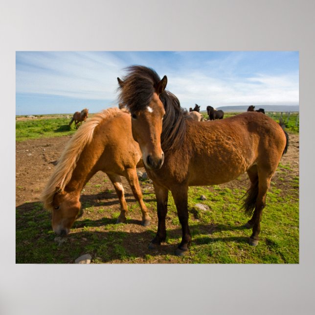 Isländische Pferde Graze Poster (Vorne)