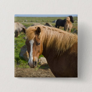 Isländische Pferde im Nordosten Islands. Button